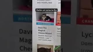 Dave the magical cheese wizard   #cat #animals #animal