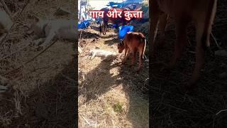 Cow and ‍⬛dog are friend ️#youtube #cow #dog #friendship #trending