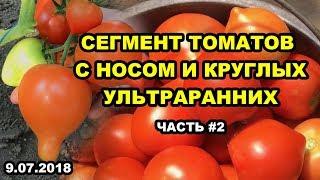 Томаты с носом. Круглые, ультраранние. Часть #2. Новинки!