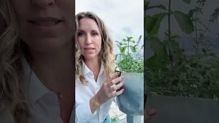 Grow thyme & mint in a gallon water jug