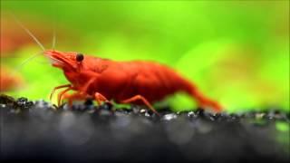 Painted fire red shrimp eating  Close up.
