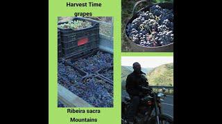 Harvest time  grapes in the mountains of Ribeira Sacra come with me on Motorcycle Galicia Spain