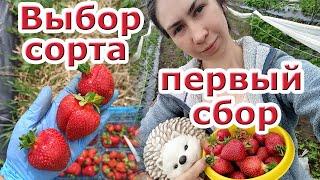 Клубника в Сибири. Выбор сорта и первый сбор.