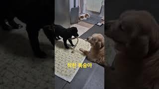 #논현동방치견복숭아 #동생과놀아주는리트리버 #레오맘과동행 #어독스