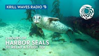 2 Hours of Harbor Seals to Relax/Study To | Lofi Hip Hop | Monterey Bay Aquarium Krill Waves Radio