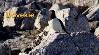 Little Auk: Dovekie