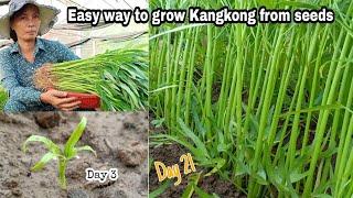 Easy ways to grow Kangkung from seeds / growing water convolvulus by NY SOKHOM