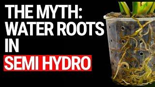 The SECRET Behind 'Water Roots' in Semi-Hydroponics Busted!