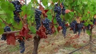 WINES OF CHILE - Gourmet & Wine Travel in Chile | SMS Frankfurt Group Travel Special Interest Tours