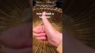 how to bathe your hamster #funny #cute #hamsters #sandbath