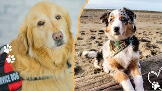 Top 3 Working Dogs That Are Easy to Handle for New Owners