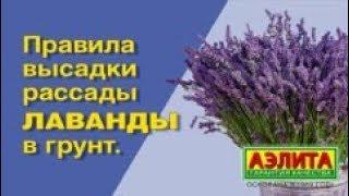 Правила посадки ЛАВАНДЫ в открытый грунт. Лавандовое поле