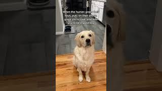 Don't Cry Don't Cry  #goldenretriever #funny #pets #puppy #doggo #doglover