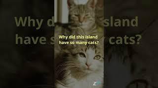 Island with more cats than humans!