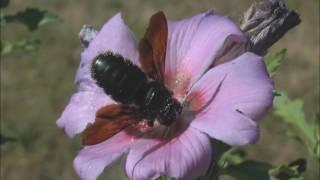 Violet Carpenter Bee Xylocopa violacea females collecting Hibiscus pollen, La Romieu, France