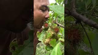 Survival skills: Man and weaver ants in the forest