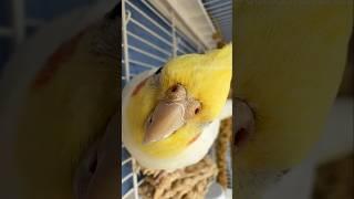 Adorable Cockatiel Jerry's Playtime  #cockatielscraze #cockatiel #cutepets