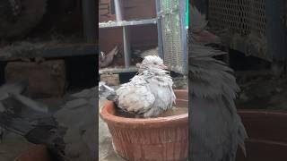 #kabootar #kabutar Lover ️️️️