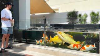 World’s Best Japanese Koi Fish Collection?! **AMAZING KOI POND DESIGN **