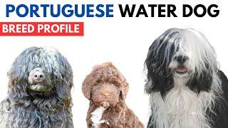 Portuguese Water Dog Breed Profile History - Price - Traits - Cão de Água Grooming Needs - Lifespan