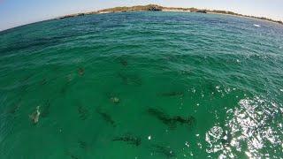 School of Hammerhead Sharks by drone