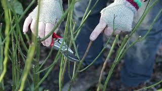 How to prune roses in winter | Expert tips from Sissinghurst with Troy Scott Smith