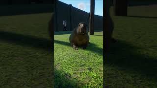 Capybara Animations | Planet Zoo