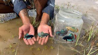 Amazing Impressive Today is Lucky Day Catching Wild Betta Imbellis And Wild Betta Splenden By Hand