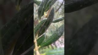 Olive tree leaves close up #trending #travel #olive #tree #shorts