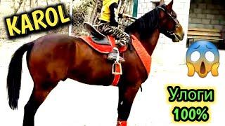 KAROL OT SOTILADI ULOGI 100% 165 см.КЫРГЫЗЫСТАН.#ЛОШАД#otlar#uloq#otbozor#chorva#horses#Qorabayir