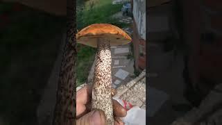 Рошаль 2020  г. Июль.