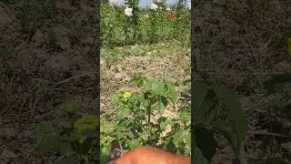Pruning roses
