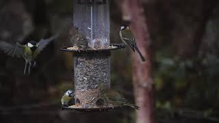 En fin dag på fuglebrettet / A nice day on the bird board.