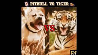  Pitbull  VS Tiger   faith  #shorts #facts