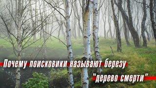 Почему поисковики называют березу "деревом смерти"