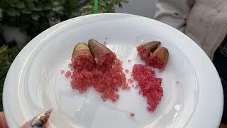 Микроцитрусы. Fingerlime Red. Pink Ice