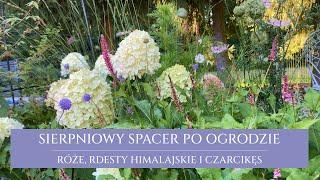 Spacer po ogrodzie | romantyczny ogród w sierpniu | byliny późnego lata | rdesty, róże i czarcikęs