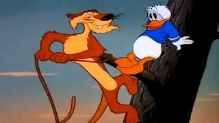 Donald Duck & Chip and Dale -  Donald Duck lion attack - Cartoons for Children TV series !!!