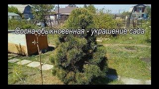 Сосна обыкновенная-  украшение сада