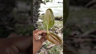 banyan tree leaf #banyantree#nature #trees #leaf#green #sounds #birdsounds #riverside #palamtree