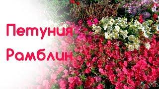 Петуния Рамблин