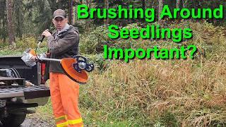 Brushing Around Seedlings Important?