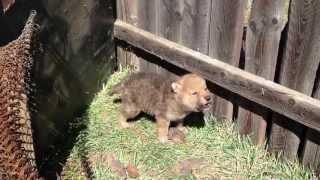 Wolf cub howling