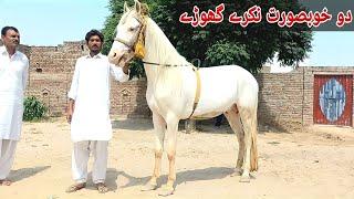 Nukra ghora |Most Beautiful horses for sale