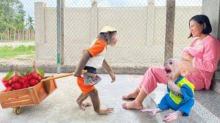Don't miss the end CUTIS takes care of Baby monkey & pregnant Mom unbelievable way