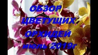 Новая орхидея, подарок от Светланы Канчура.Обзор цветущих орхидей в июле.