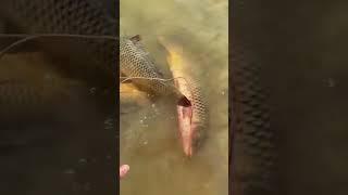Осень . Рыбалка в Астрахани .#астрахань #астраханскаяобласть #fishing #reels