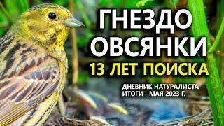 Гнездо овсянки: 13 лет поисков. Дневник натуралиста. ИТОГИ мая 2023 г.