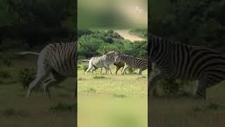 Zebras Attack: Hartebeests Battle to Protect Their Calf