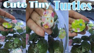 Super Tiny cute little Turtles|zhel mhar|